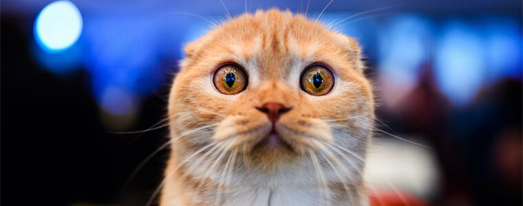 surprised cat