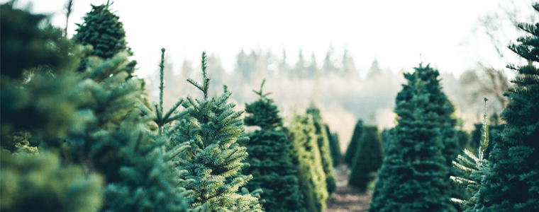 christmas trees in field