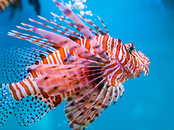 Red Lionfish